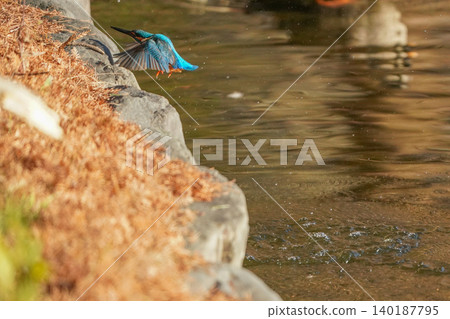 A kingfisher leaps out of the water and reaches the shore. A kingfisher leaps out of the water and reaches the shore. 140187795