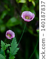 Poppy flower 140187837