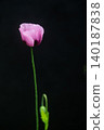 Poppy flower 140187838