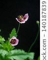 Poppy flower 140187839
