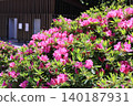 Blooming violet flower 140187931