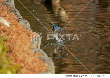A kingfisher leaps out of the water and splashes water. 140187988