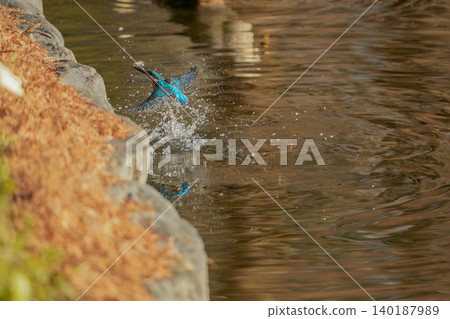 一隻翠鳥躍出水面，濺起水花。 140187989