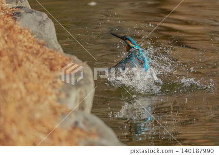 一隻翠鳥躍出水面，濺起水花。 140187990