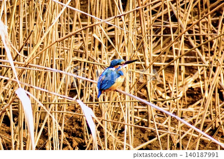 三月黃昏時分的翠鳥 140187991