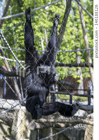 A black siamang gibbon performs an impressive acrobatic pose, clinging to a metal mesh fence in its zoo enclosure A black siamang gibbon performs an impressive acrobatic pose, clinging to a metal mesh fence in its zoo enclosure 140188126