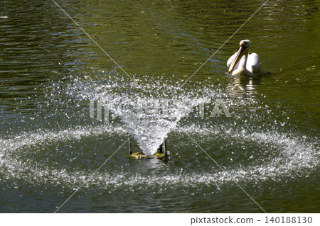 Graceful Swan Splashes Water Playfully on a Duck in a Serene Pond Surrounded by Lush Greenery Graceful Swan Splashes Water Playfully on a Duck in a Serene Pond Surrounded by Lush Greenery 140188130