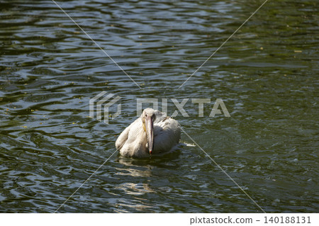 Majestic pelican gliding gracefully on a serene lake with its beak wide open, capturing the essence of nature. Majestic pelican gliding gracefully on a serene lake with its beak wide open, capturing the essence of nature. 140188131