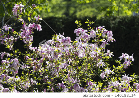 A Vibrant Bush of Colorful Flowers with a Beautiful Bird Gracefully Perched on Top of the Blooms 140188134
