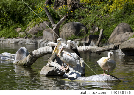 A serene group of pelicans resting majestically on a sunlit rock by a peaceful lake. A serene group of pelicans resting majestically on a sunlit rock by a peaceful lake. 140188136