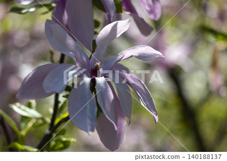 Delicate Flower in Focus Surrounded by a Softly Blurred Garden Background, Capturing Nature s Beauty Delicate Flower in Focus Surrounded by a Softly Blurred Garden Background, Capturing Nature s Beauty 140188137