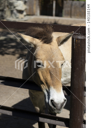Curious donkey peering over a rustic wooden fence, captivatingly gazing into the camera lens. Curious donkey peering over a rustic wooden fence, captivatingly gazing into the camera lens. 140188144
