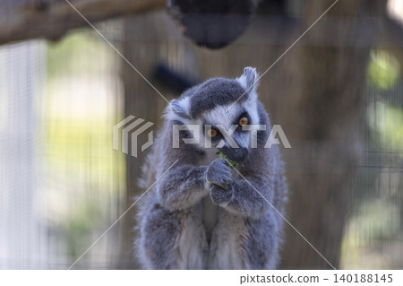 Playful lemur enjoying a tasty snack while perched on its cage, showcasing its unique features and vibrant fur. Playful lemur enjoying a tasty snack while perched on its cage, showcasing its unique features and vibrant fur. 140188145