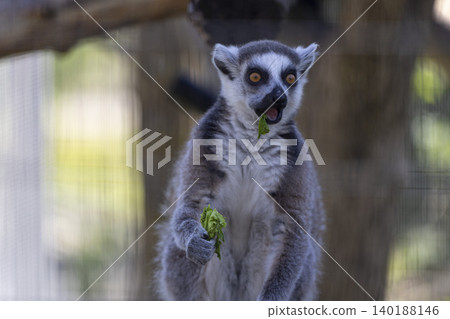 Curious lemur joyfully munching on a fresh piece of broccoli in a lush, green environment. Curious lemur joyfully munching on a fresh piece of broccoli in a lush, green environment. 140188146