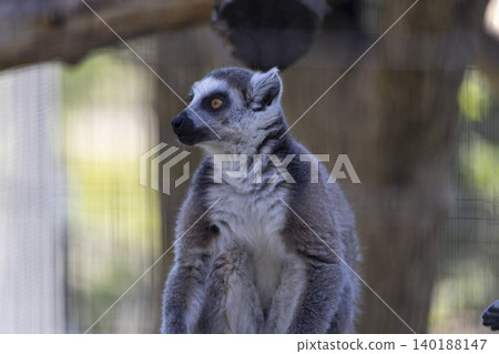 Curious lemur perched gracefully on a tree branch, surrounded by lush greenery and vibrant jungle foliage. 140188147