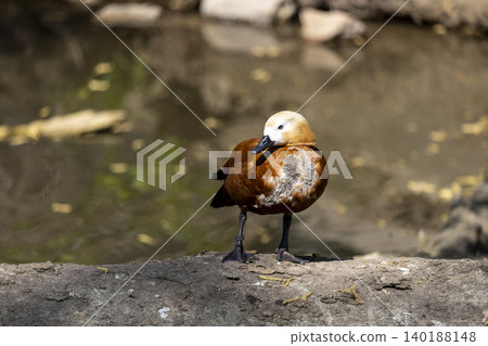 A Small Bird Perched on a Rock at the Edge of a Tranquil Pond Surrounded by Lush Greenery A Small Bird Perched on a Rock at the Edge of a Tranquil Pond Surrounded by Lush Greenery 140188148
