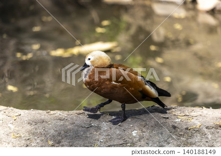A solitary duck peacefully resting on a sturdy rock beside a serene pond surrounded by lush greenery. A solitary duck peacefully resting on a sturdy rock beside a serene pond surrounded by lush greenery. 140188149