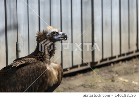 A solitary vulture perched gracefully in front of a rustic wooden fence under a clear blue sky. A solitary vulture perched gracefully in front of a rustic wooden fence under a clear blue sky. 140188150