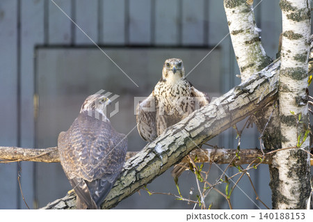 Two Colorful Birds Perched Gracefully on a Branch Surrounded by Lush Green Leaves in a Serene Tree Canopy Two Colorful Birds Perched Gracefully on a Branch Surrounded by Lush Green Leaves in a Serene Tree Canopy 140188153