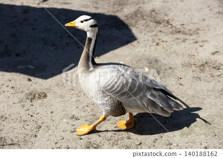 Graceful goose strolling across sandy terrain, casting a soft shadow under warm sunlight. Graceful goose strolling across sandy terrain, casting a soft shadow under warm sunlight. 140188162