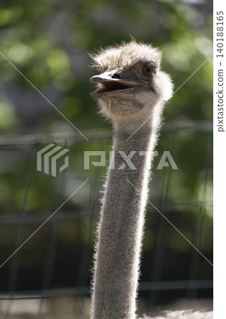 Curious Ostrich with Head Tilted, Gazing Directly at the Camera in a Bright Natural Setting Curious Ostrich with Head Tilted, Gazing Directly at the Camera in a Bright Natural Setting 140188165