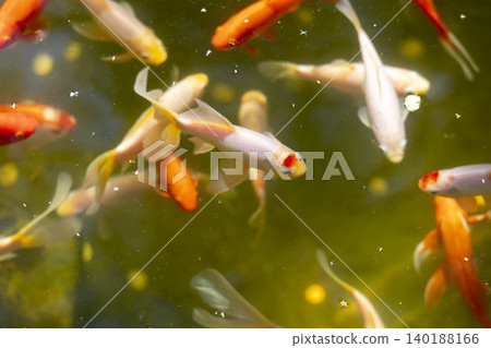 A Tranquil Pond Scene Featuring Colorful Fish Swimming Gracefully Beneath the Surface of the Water 140188166