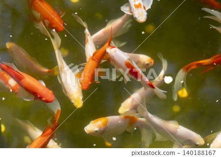 Colorful Koi Fish Gracefully Swimming in a Tranquil Garden Pond Surrounded by Lush Greenery and Stones Colorful Koi Fish Gracefully Swimming in a Tranquil Garden Pond Surrounded by Lush Greenery and Stones 140188167