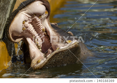 Majestic hippo with mouth wide open in tranquil waters, showcasing its impressive teeth and unique personality. Majestic hippo with mouth wide open in tranquil waters, showcasing its impressive teeth and unique personality. 140188169
