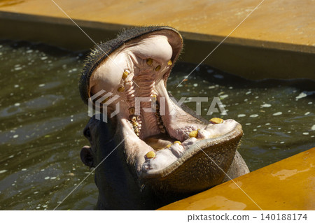 Majestic Hippopotamus Displaying Its Powerful Jaws While Swimming Gracefully in Calm Waters of Africa Majestic Hippopotamus Displaying Its Powerful Jaws While Swimming Gracefully in Calm Waters of Africa 140188174