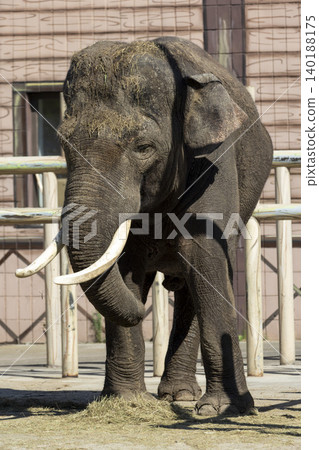 Majestic elephant with impressive tusks gracefully walking in a secure pen, showcasing its natural beauty and strength. Majestic elephant with impressive tusks gracefully walking in a secure pen, showcasing its natural beauty and strength. 140188175