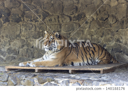 Majestic tiger lounging gracefully on a wooden platform at a vibrant zoo, showcasing its stunning orange and black stripes. Majestic tiger lounging gracefully on a wooden platform at a vibrant zoo, showcasing its stunning orange and black stripes. 140188176