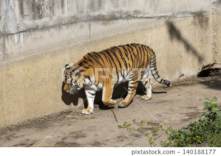 Majestic tiger gracefully walks along a textured concrete wall, showcasing its stunning orange and black stripes. Majestic tiger gracefully walks along a textured concrete wall, showcasing its stunning orange and black stripes. 140188177