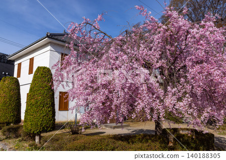 Komoro Gijuku Memorial Hall, a restored former school building, and Komoro Yaebenishidare are located in front of the Komoro Castle Ruins Kaikoen, a famous cherry blossom viewing spot in Komoro City, Nagano Prefecture. Komoro Gijuku Memorial Hall, a restored former school building, and Komoro Yaebenishidare are located in front of the Komoro Castle Ruins Kaikoen, a famous cherry blossom viewing spot in Komoro City, Nagano Prefecture. 140188305