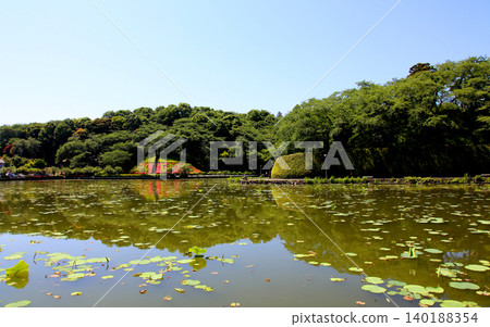 蓮華寺池公園,蓮華寺池,靜岡縣藤枝市,東海地區,花、水、鳥、笑的天堂,蓮花,蓮花池 蓮華寺池公園,蓮華寺池,靜岡縣藤枝市,東海地區,花、水、鳥、笑的天堂,蓮花,蓮花池 140188354