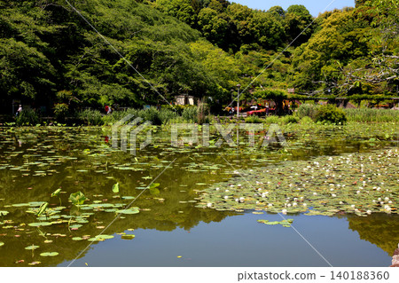 Rengeji Pond Park, Rengeji Pond, Fujieda City, Shizuoka Prefecture, Tokai Region, A paradise of flowers, water, birds, and smiles, Lotus, Rengejiike Rengeji Pond Park, Rengeji Pond, Fujieda City, Shizuoka Prefecture, Tokai Region, A paradise of flowers, water, birds, and smiles, Lotus, Rengejiike 140188360
