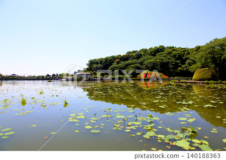 蓮華寺池公園,蓮華寺池,靜岡縣藤枝市,東海地區,花、水、鳥、笑的天堂,蓮花,蓮花池 蓮華寺池公園,蓮華寺池,靜岡縣藤枝市,東海地區,花、水、鳥、笑的天堂,蓮花,蓮花池 140188363