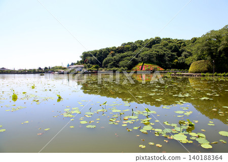 蓮華寺池公園,蓮華寺池,靜岡縣藤枝市,東海地區,花、水、鳥、笑的天堂,蓮花,蓮花池 蓮華寺池公園,蓮華寺池,靜岡縣藤枝市,東海地區,花、水、鳥、笑的天堂,蓮花,蓮花池 140188364