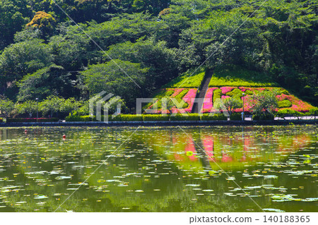 蓮華寺池公園,蓮華寺池,靜岡縣藤枝市,東海地區,花、水、鳥、笑的天堂,蓮花,蓮花池 蓮華寺池公園,蓮華寺池,靜岡縣藤枝市,東海地區,花、水、鳥、笑的天堂,蓮花,蓮花池 140188365