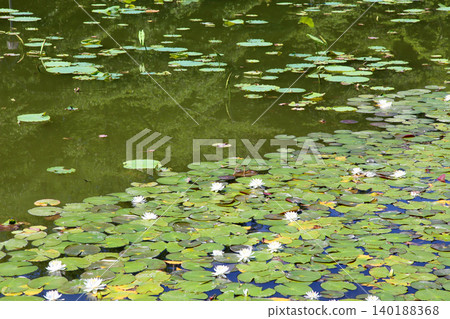 Rengeji Pond Park, Rengeji Pond, Fujieda City, Shizuoka Prefecture, Tokai Region, A paradise of flowers, water, birds, and smiles, Lotus, Rengejiike Rengeji Pond Park, Rengeji Pond, Fujieda City, Shizuoka Prefecture, Tokai Region, A paradise of flowers, water, birds, and smiles, Lotus, Rengejiike 140188368