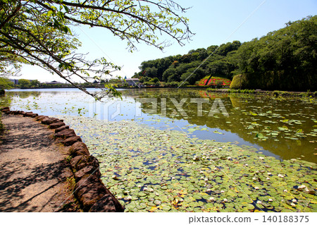 Rengeji Pond Park, Rengeji Pond, Fujieda City, Shizuoka Prefecture, Tokai Region, A paradise of flowers, water, birds, and smiles, Lotus, Rengejiike Rengeji Pond Park, Rengeji Pond, Fujieda City, Shizuoka Prefecture, Tokai Region, A paradise of flowers, water, birds, and smiles, Lotus, Rengejiike 140188375