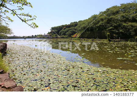 Rengeji Pond Park, Rengeji Pond, Fujieda City, Shizuoka Prefecture, Tokai Region, A paradise of flowers, water, birds, and smiles, Lotus, Rengejiike Rengeji Pond Park, Rengeji Pond, Fujieda City, Shizuoka Prefecture, Tokai Region, A paradise of flowers, water, birds, and smiles, Lotus, Rengejiike 140188377