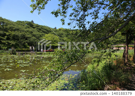 蓮華寺池公園,蓮華寺池,靜岡縣藤枝市,東海地區,花、水、鳥、笑的天堂,蓮花,蓮花池 蓮華寺池公園,蓮華寺池,靜岡縣藤枝市,東海地區,花、水、鳥、笑的天堂,蓮花,蓮花池 140188379