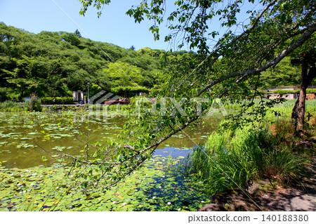 蓮華寺池公園,蓮華寺池,靜岡縣藤枝市,東海地區,花、水、鳥、笑的天堂,蓮花,蓮花池 蓮華寺池公園,蓮華寺池,靜岡縣藤枝市,東海地區,花、水、鳥、笑的天堂,蓮花,蓮花池 140188380