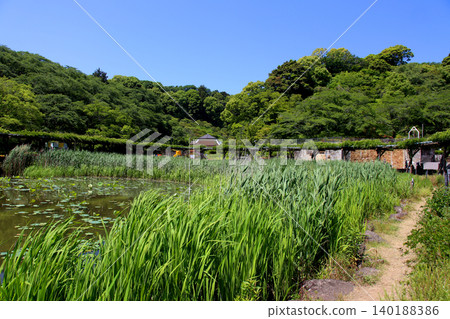 Rengeji Pond Park, Rengeji Pond, Fujieda City, Shizuoka Prefecture, Tokai Region, A paradise of flowers, water, birds, and smiles, Lotus, Rengejiike Rengeji Pond Park, Rengeji Pond, Fujieda City, Shizuoka Prefecture, Tokai Region, A paradise of flowers, water, birds, and smiles, Lotus, Rengejiike 140188386
