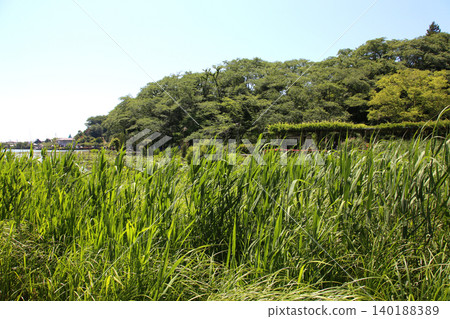 Rengeji Pond Park, Rengeji Pond, Fujieda City, Shizuoka Prefecture, Tokai Region, A paradise of flowers, water, birds, and smiles, Lotus, Rengejiike 140188389