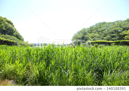 Rengeji Pond Park, Rengeji Pond, Fujieda City, Shizuoka Prefecture, Tokai Region, A paradise of flowers, water, birds, and smiles, Lotus, Rengejiike Rengeji Pond Park, Rengeji Pond, Fujieda City, Shizuoka Prefecture, Tokai Region, A paradise of flowers, water, birds, and smiles, Lotus, Rengejiike 140188391