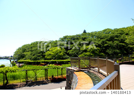 Rengeji Pond Park, Rengeji Pond, Fujieda City, Shizuoka Prefecture, Tokai Region, A paradise of flowers, water, birds, and smiles, Lotus, Rengejiike Rengeji Pond Park, Rengeji Pond, Fujieda City, Shizuoka Prefecture, Tokai Region, A paradise of flowers, water, birds, and smiles, Lotus, Rengejiike 140188413