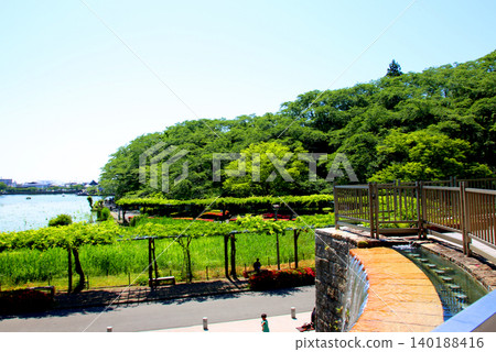 蓮華寺池公園,蓮華寺池,靜岡縣藤枝市,東海地區,花、水、鳥、笑的天堂,蓮花,蓮花池 蓮華寺池公園,蓮華寺池,靜岡縣藤枝市,東海地區,花、水、鳥、笑的天堂,蓮花,蓮花池 140188416
