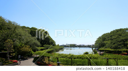 Rengeji Pond Park, Rengeji Pond, Fujieda City, Shizuoka Prefecture, Tokai Region, A paradise of flowers, water, birds, and smiles, Lotus, Rengejiike Rengeji Pond Park, Rengeji Pond, Fujieda City, Shizuoka Prefecture, Tokai Region, A paradise of flowers, water, birds, and smiles, Lotus, Rengejiike 140188418