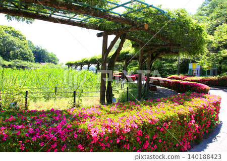 Rengeji Pond Park, Rengeji Pond, Fujieda City, Shizuoka Prefecture, Tokai Region, A paradise of flowers, water, birds, and smiles, Lotus, Rengejiike Rengeji Pond Park, Rengeji Pond, Fujieda City, Shizuoka Prefecture, Tokai Region, A paradise of flowers, water, birds, and smiles, Lotus, Rengejiike 140188423